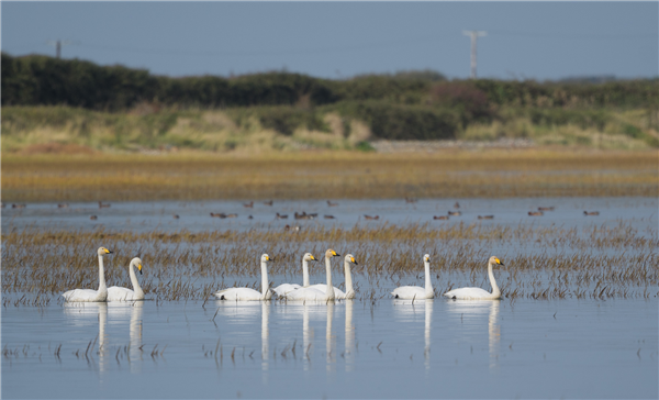 Whooper Swan at Wylock Marsh, Cumbria. Photographed by Andrea Collins on 11th October 2026.