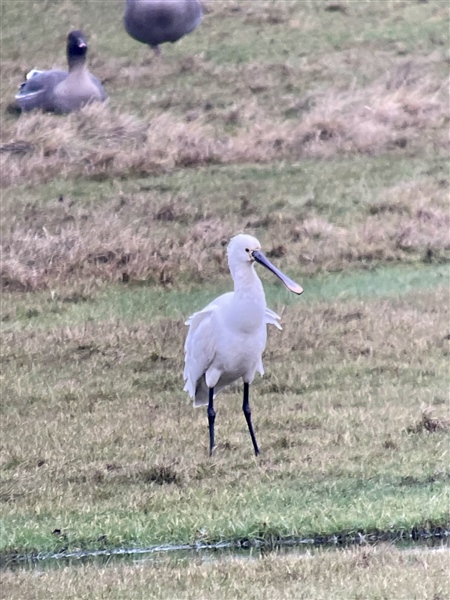 Spoonbill at Rockcliffe Marsh, Cumbria. Photographed by Neville Wright on 23rd January 2026.