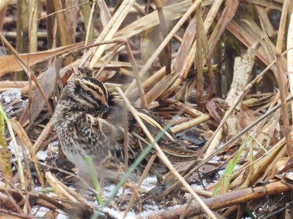 Jack Snipe at Thacka Pond (Flash) / Beck, Cumbria. Photographed by Roy Bottomley on 6th January 2026.