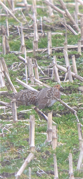 Grey Partridge at Langwathby, Cumbria. Photographed by Geoff Longrigg on 10th March 2026.