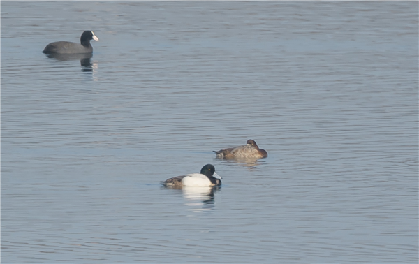 Scaup at Hodbarrow, Cumbria. Photographed by Andrea Collins on 21st March 2026.
