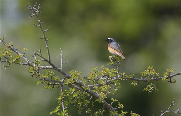 Redstart at Helsington Barrows, Cumbria. Photographed by Andrea Collins on 17th May 2026.