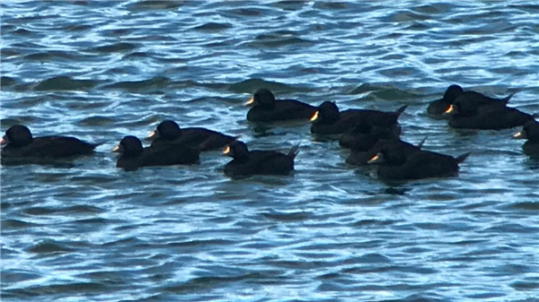 Common Scoter at Hardendale (Quarry), Cumbria. Photographed by Geoff Longrigg on 20th June 2026.