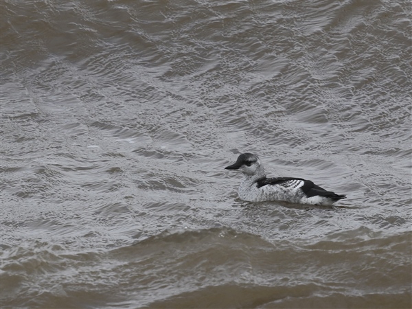 Black Guillemot at Bowness Viaduct, Cumbria. Photographed by Neville Wright on 28th July 2026.