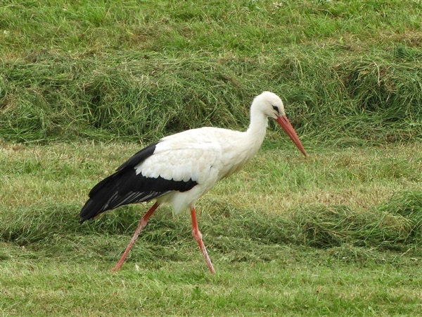 White Stork at Winster, Cumbria. Photographed by Vivien Leather on 15th August 2026.