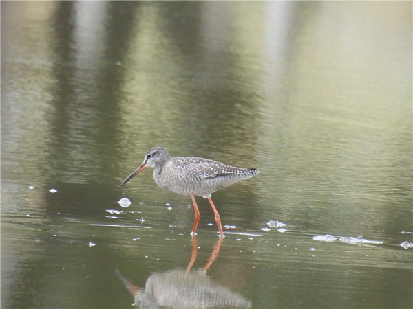 Spotted Redshank at Appleby (incl. Castle), Cumbria. Photographed by Roy Bottomley on 28th August 2026.