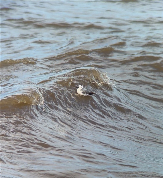 Grey Phalarope at Maryport, Cumbria. Photographed by Harry Coghill on 28th September 2026.