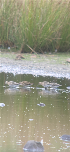 Ruff at Appleby (incl. Castle), Cumbria. Photographed by Geoff Longrigg on 4th September 2026.