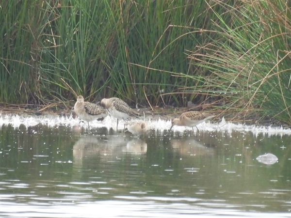 Ruff at Brackenber, Cumbria. Photographed by Roy Bottomley on 4th September 2026.