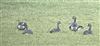 White-fronted Goose