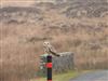 Short-eared Owl