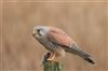 Kestrel