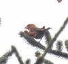 Crossbill
