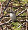 Lesser Whitethroat