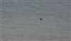 Arctic Skua