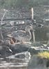 Gadwall