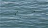 Black Guillemot