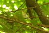 Wood Warbler