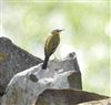 Yellow Wagtail