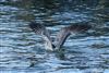 Yellow-legged Gull