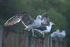 Yellow-legged Gull