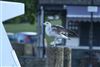 Yellow-legged Gull