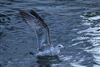 Yellow-legged Gull