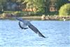 Yellow-legged Gull