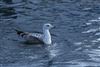 Yellow-legged Gull