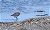 Whimbrel