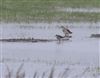 Wood Sandpiper