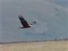 Marsh Harrier