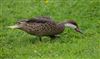 Pintail