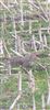 Photo of Grey Partridge at Langwathby, Cumbria. Taken by Geoff Longrigg on 10th March 2026.
