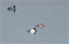 Photo of Scaup at Hodbarrow, Cumbria. Taken by Andrea Collins on 21st March 2026.