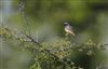 Photo of Redstart at Helsington Barrows, Cumbria. Taken by Andrea Collins on 17th May 2026.