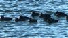 Photo of Common Scoter at Hardendale (Quarry), Cumbria. Taken by Geoff Longrigg on 20th June 2026.
