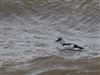 Photo of Black Guillemot at Bowness Viaduct, Cumbria. Taken by Neville Wright on 28th July 2026.