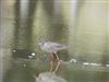 Spotted Redshank at Appleby (incl. Castle), Cumbria. Photographed by Roy Bottomley on 28th August 2026.