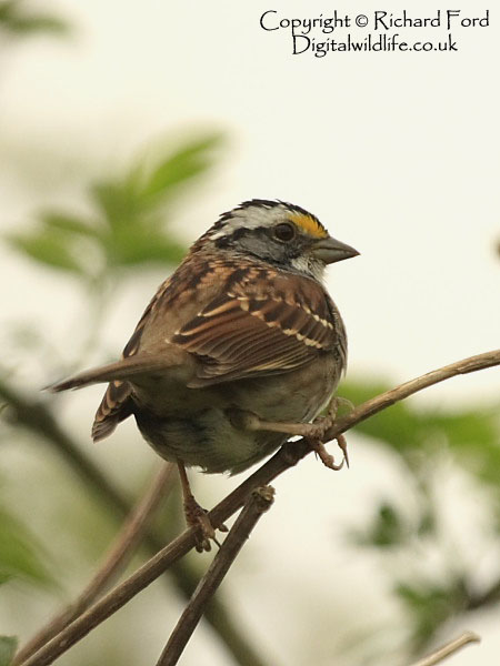 White-throated Sparrow