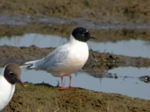 Little Gull