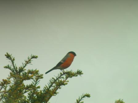 Bullfinch