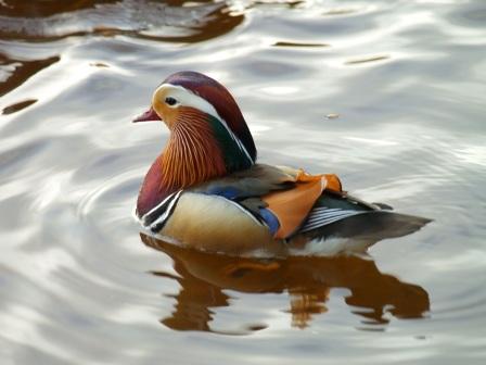 Mandarin Duck