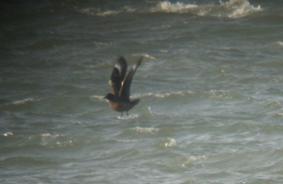 Great Skua