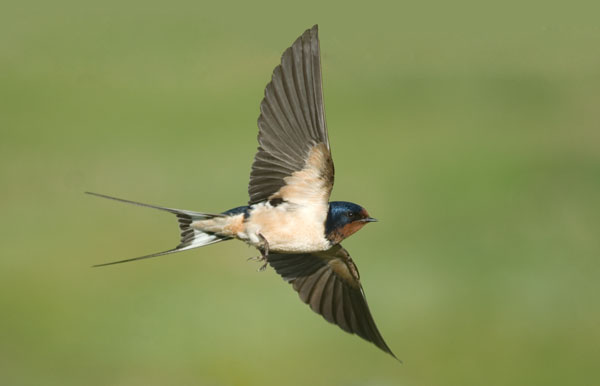 Swallow