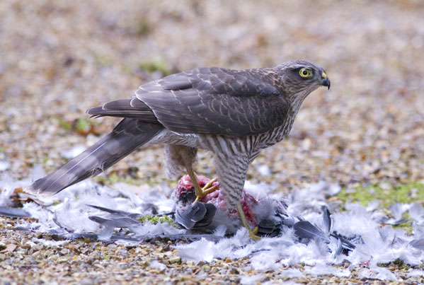 Sparrowhawk