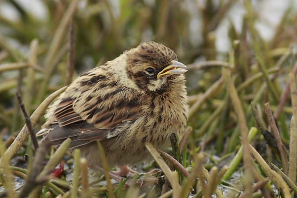 Reed Bunting