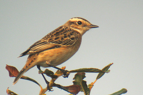 Whinchat