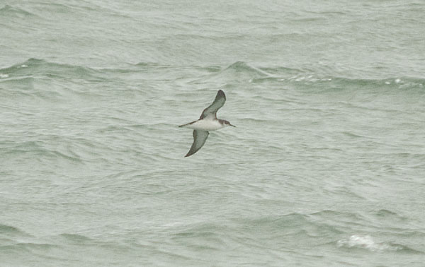 Manx Shearwater