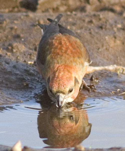 Crossbill